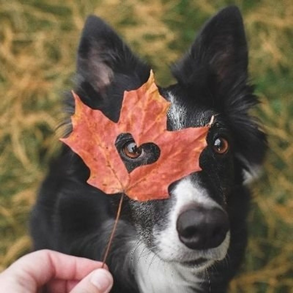 𝘒𝘖𝘕𝘖𝘒𝘐🍁(੭•̀ᴗ•̀)੭