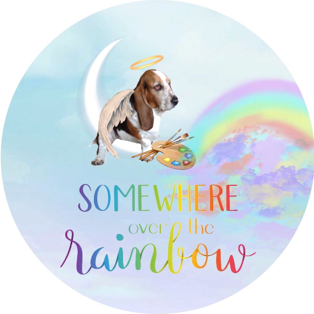 Bella Basset