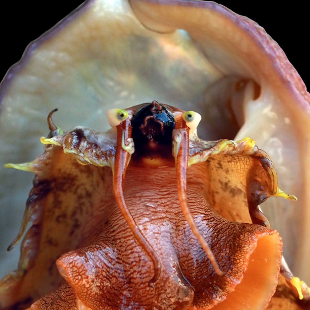 White Abalone