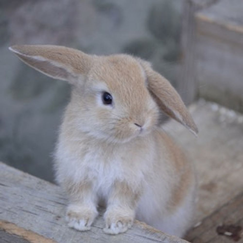 rabbit