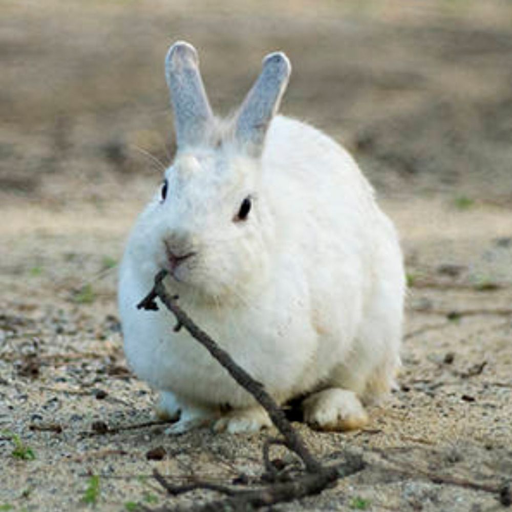 はやこ