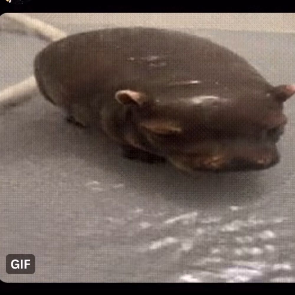 Lemmefindoutt