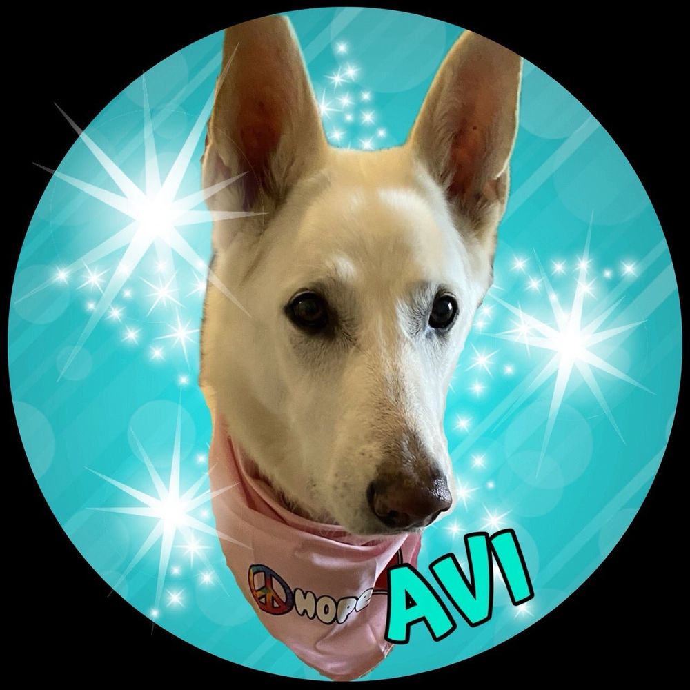 Avi's avatar