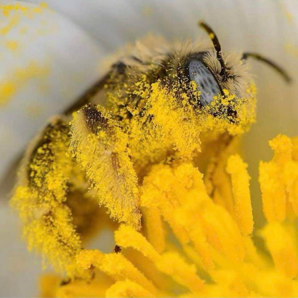 Mac & Bees