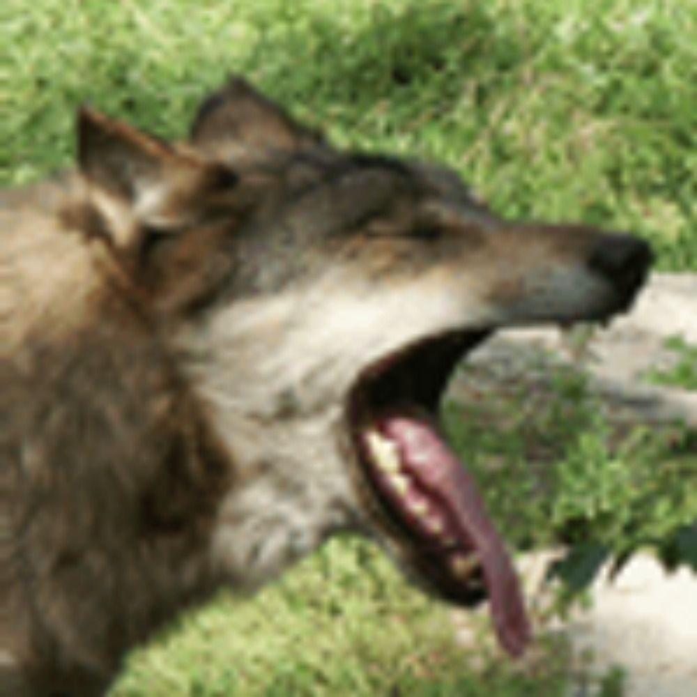 Lupo