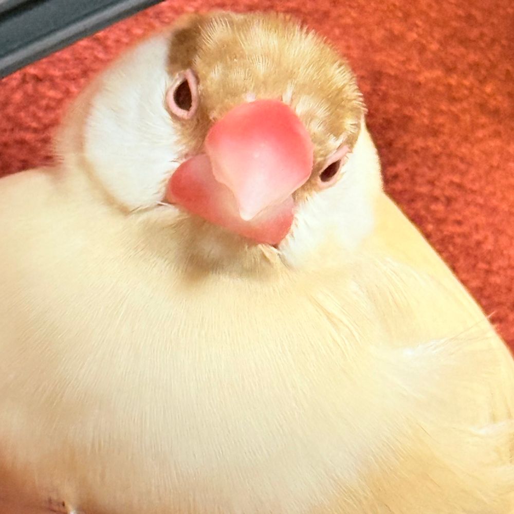 欅