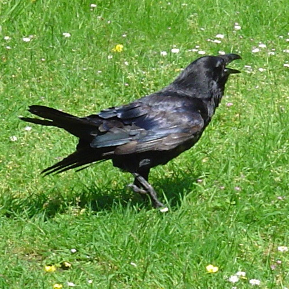Curious Raven