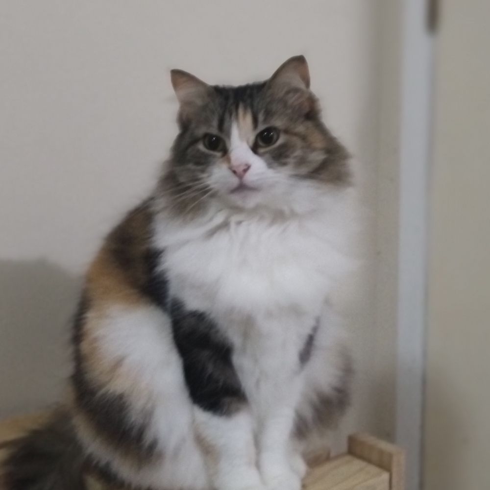 "Suélli"