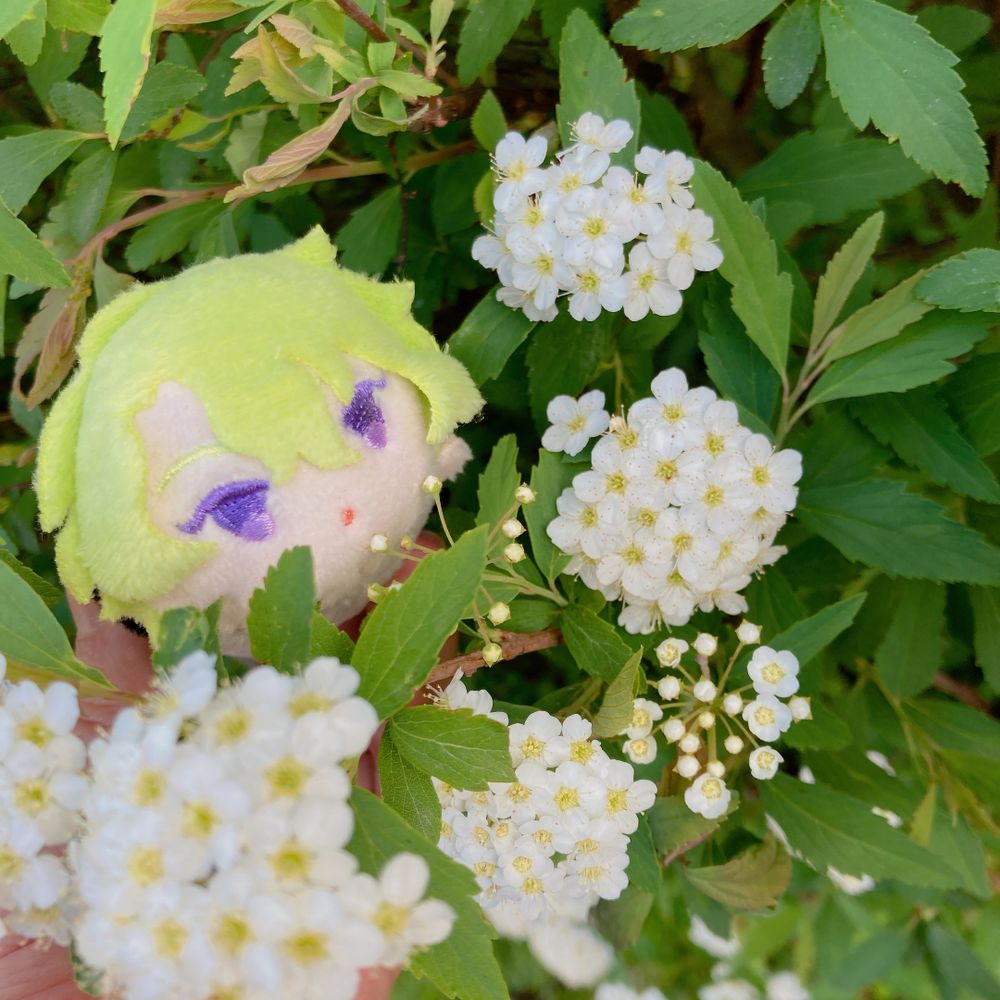 かぶちゃん