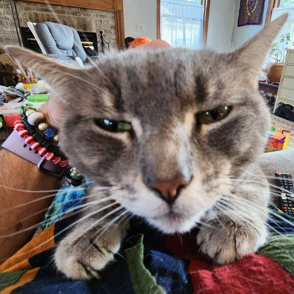 Bobkat