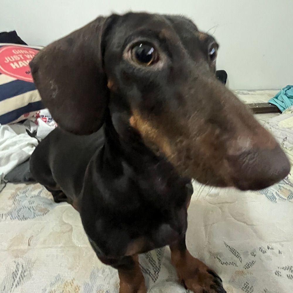 mel
