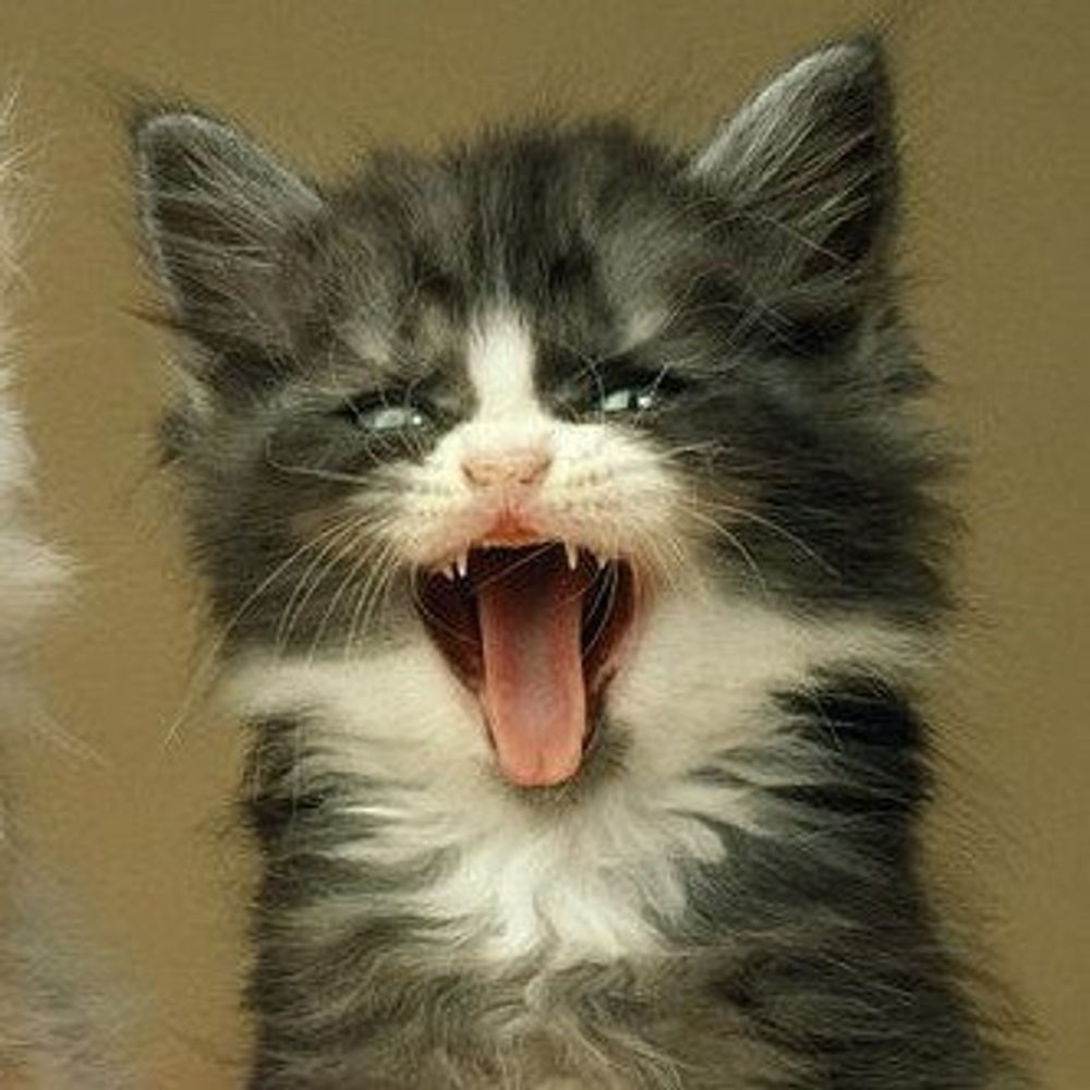kitty3x