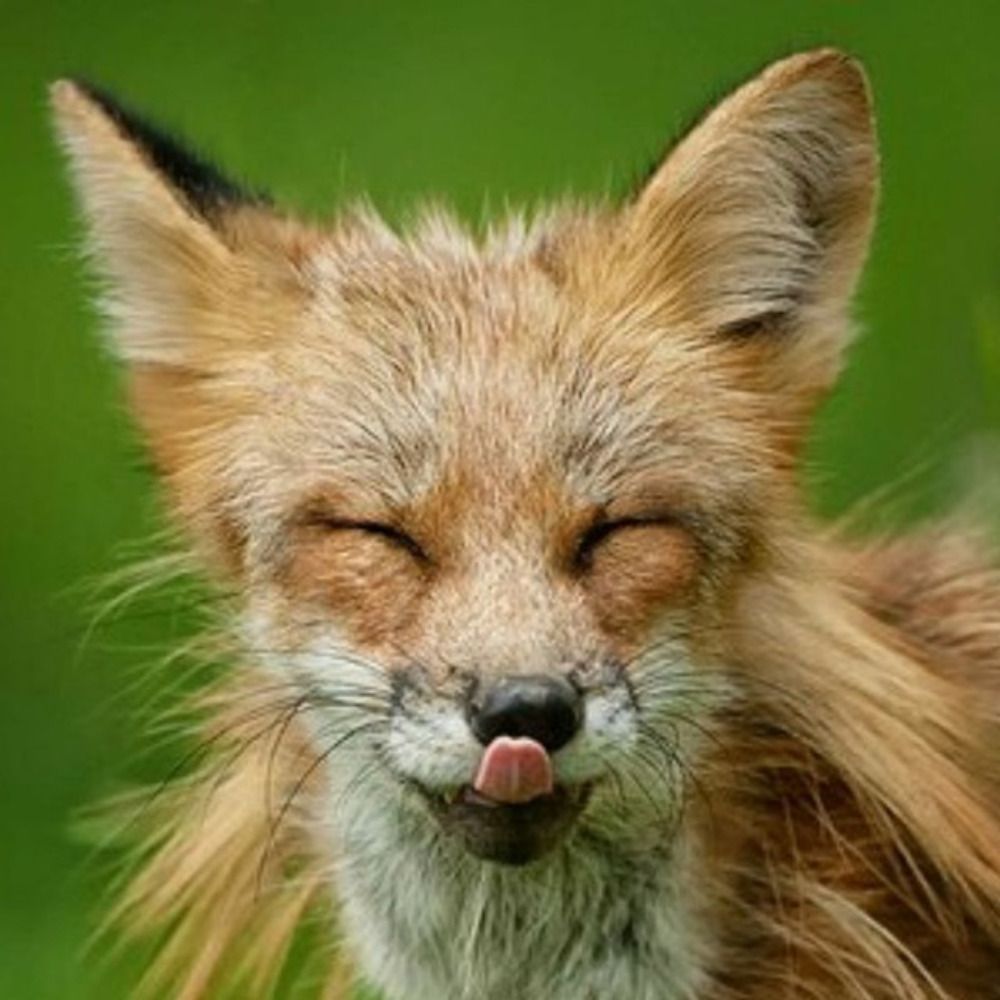 Varräv🦊ΘΔ