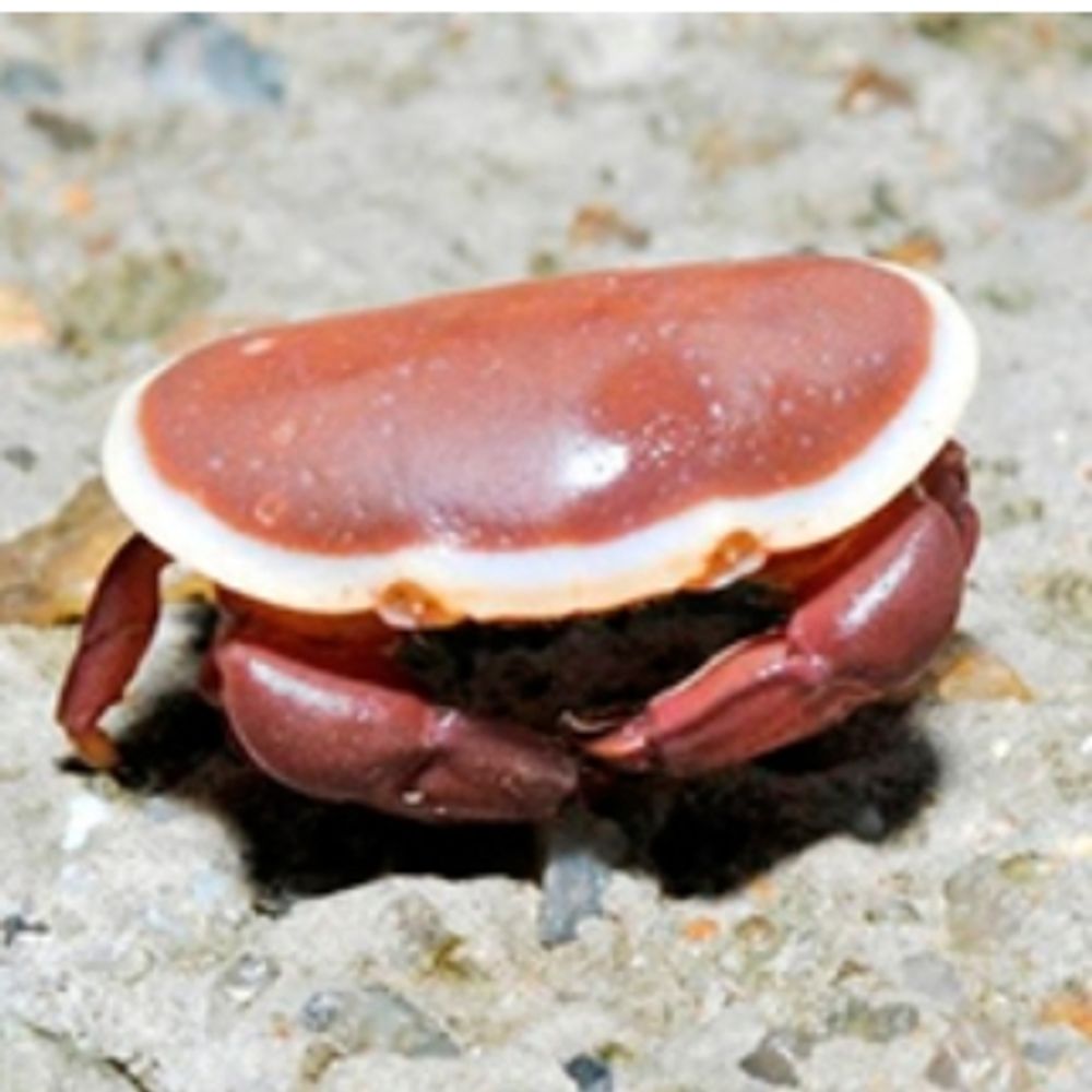 The Wandering Crab's avatar