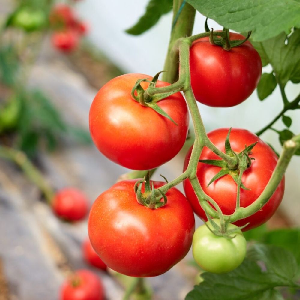 Tomate