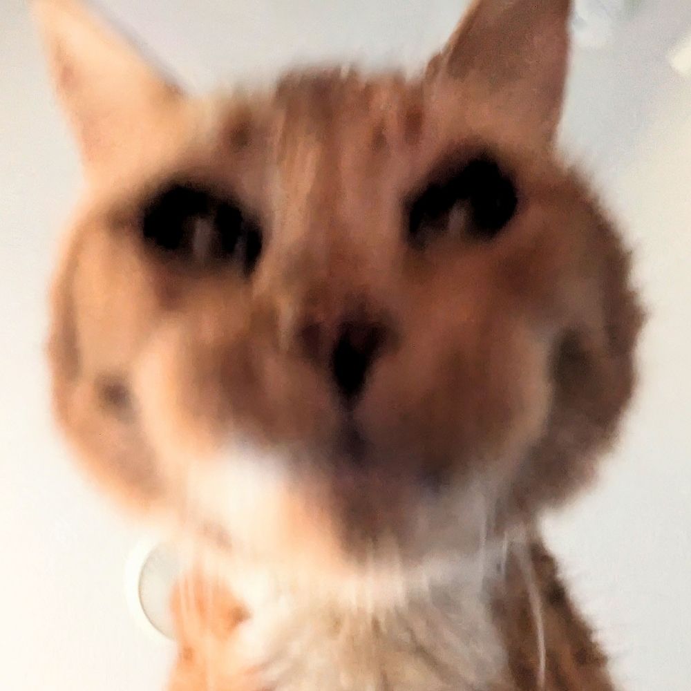 nicky meatball