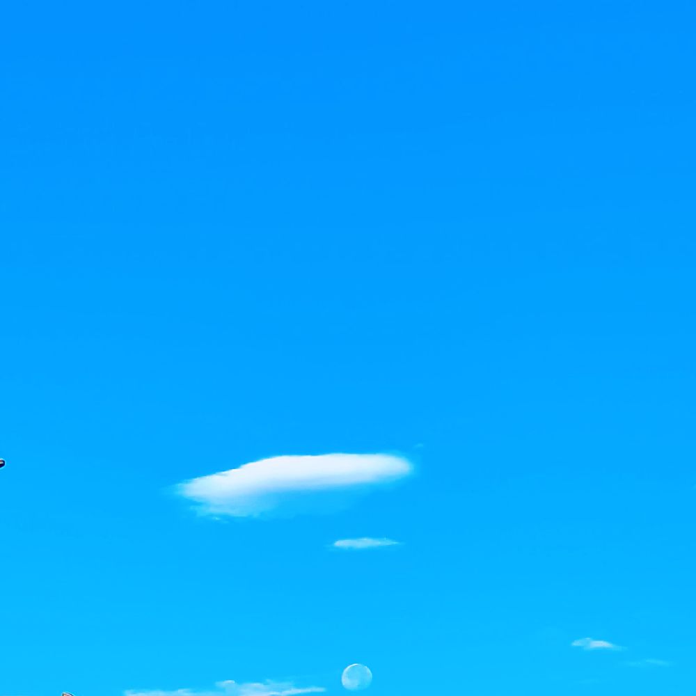 小猪