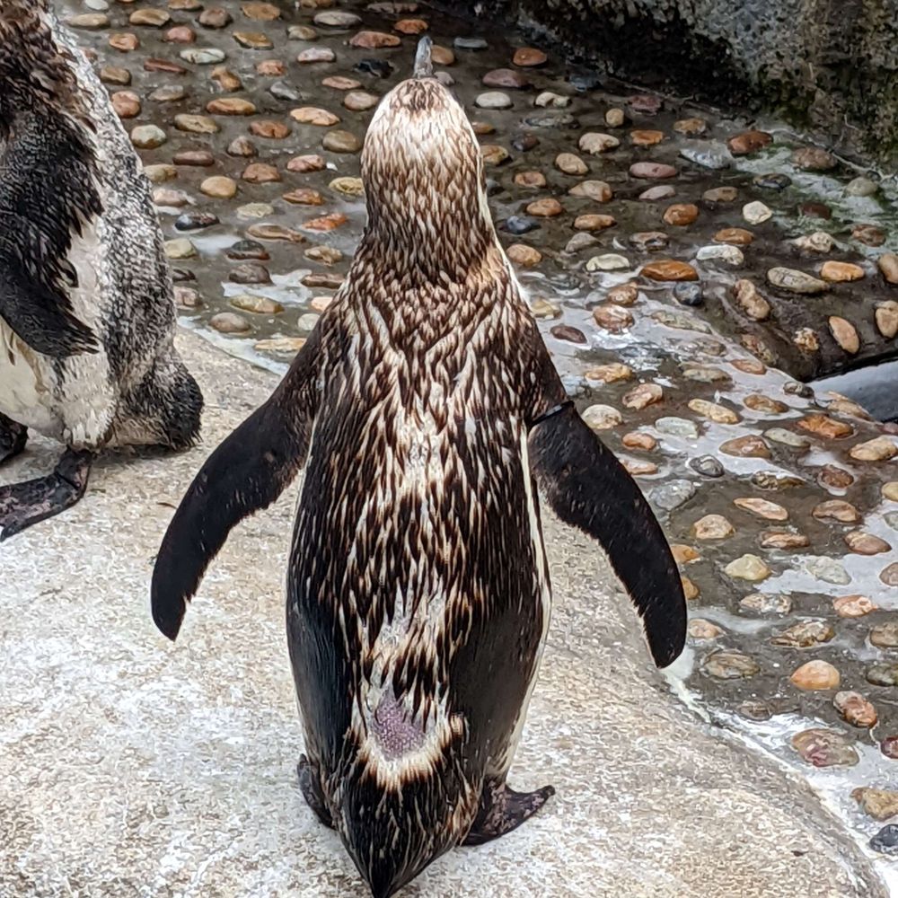 水毬