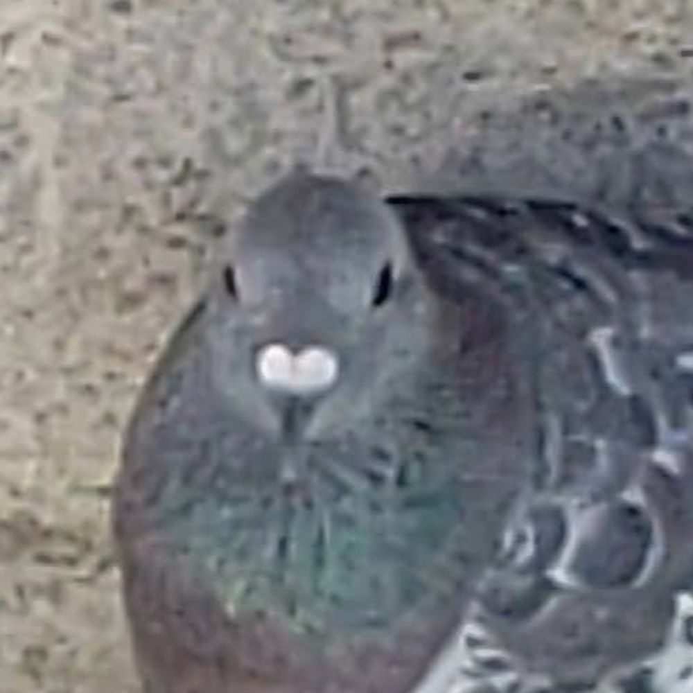 セム