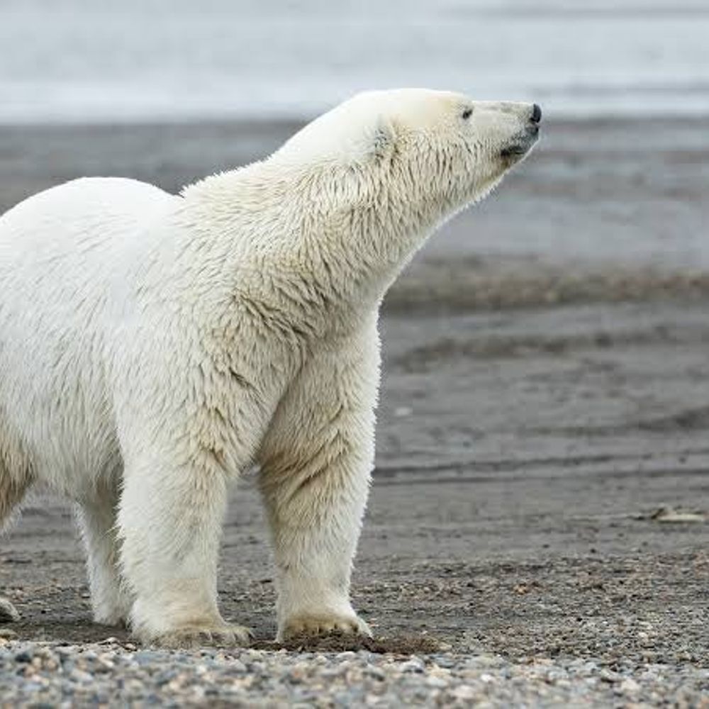 Profile picture tj-the-polar-bear.bsky.social