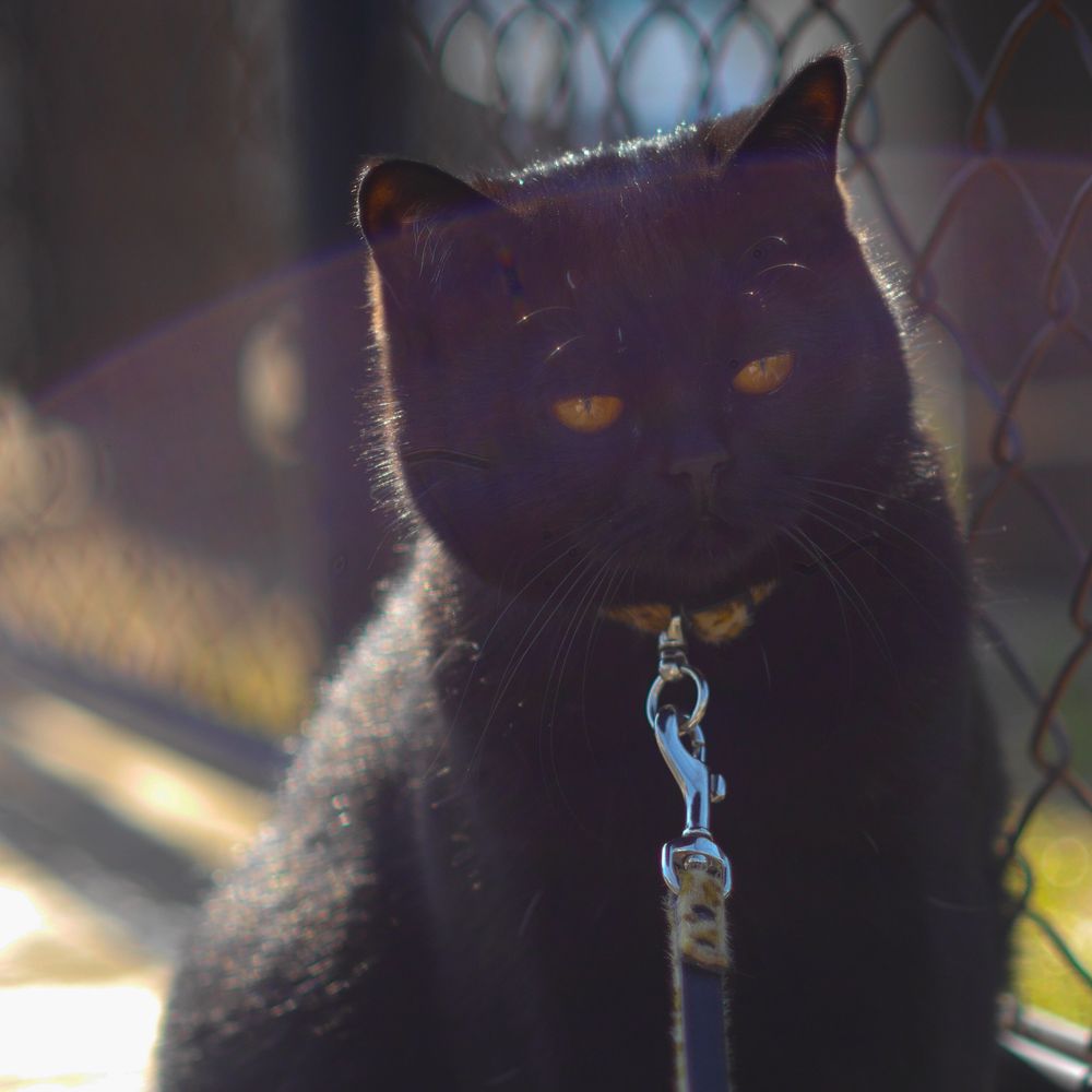 coco 
