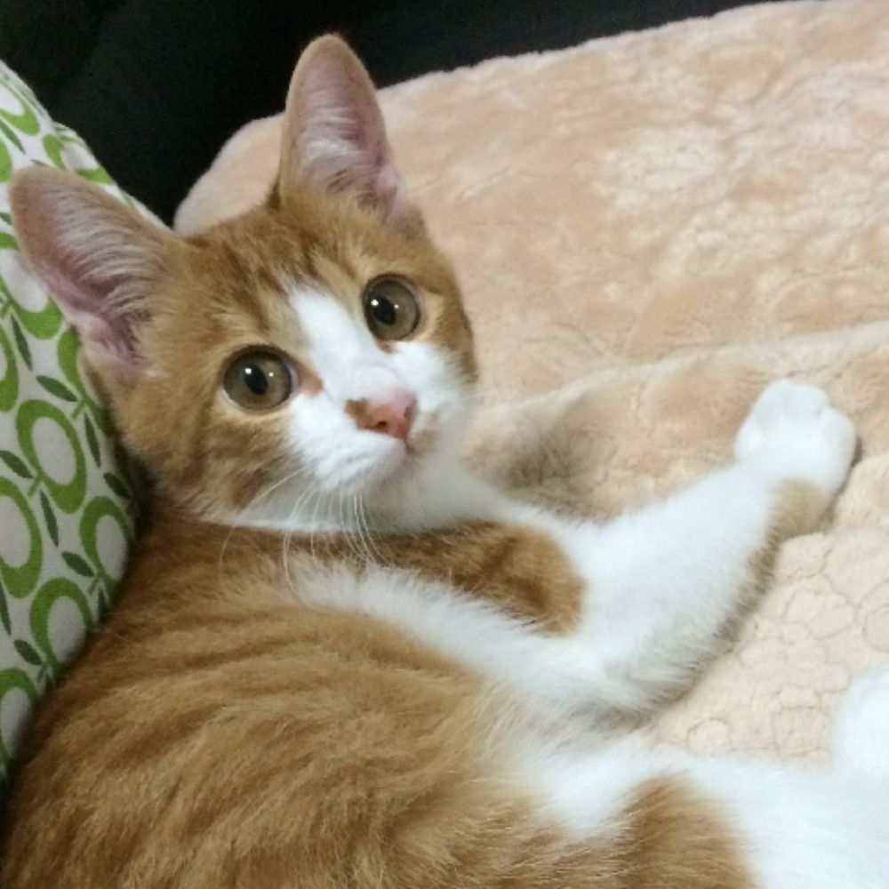 ねこぱんだ