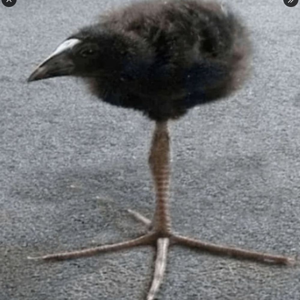Century bird connoisseur