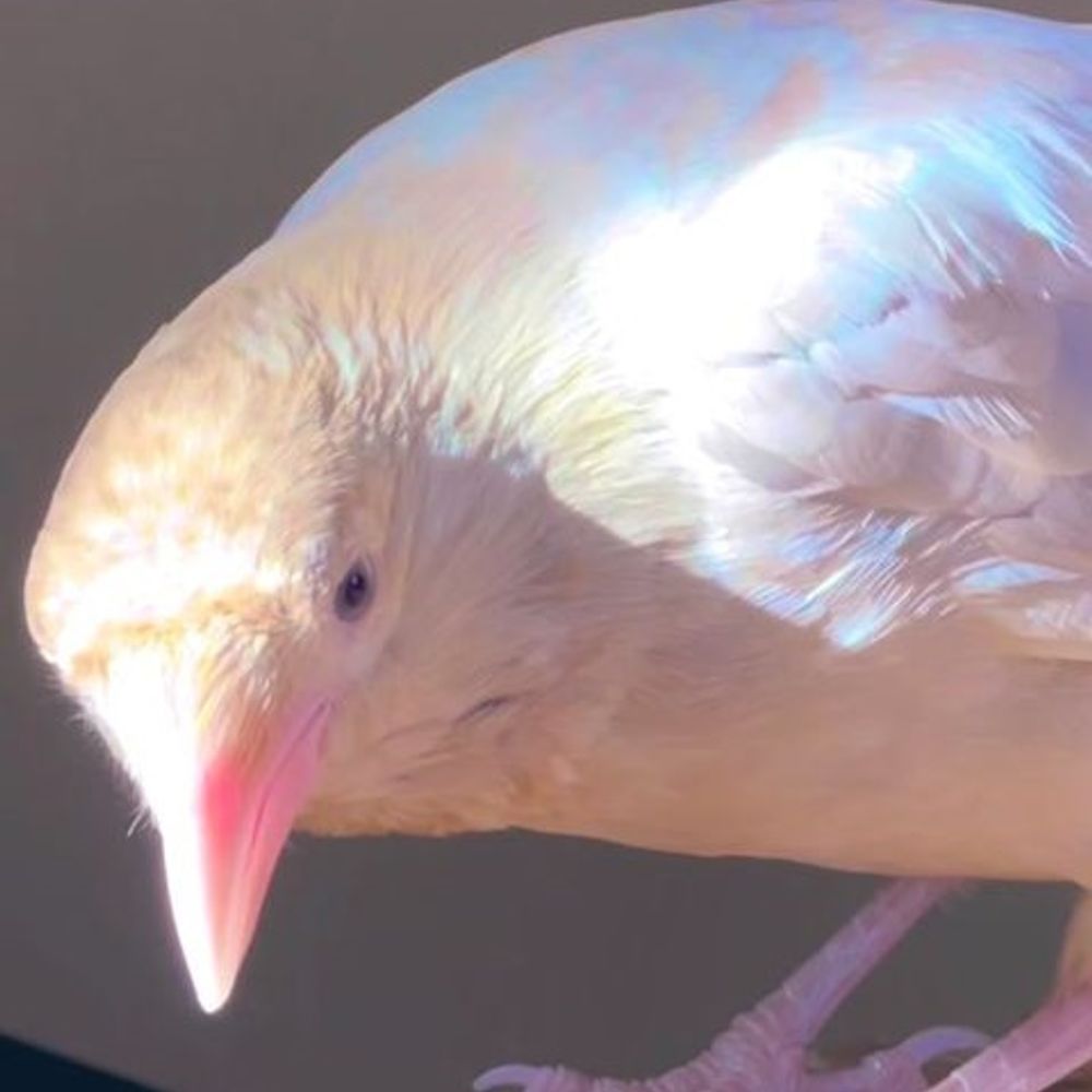 𝚜𝚘𝚗𝚗𝚎𝚗𝚎𝚌𝚕𝚒𝚙𝚜𝚎