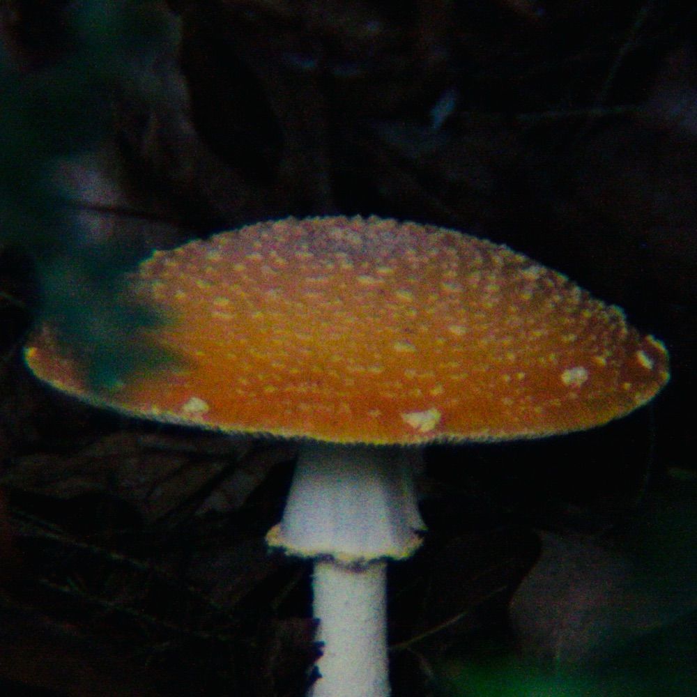 ThatCarpet_MushroomSeeker