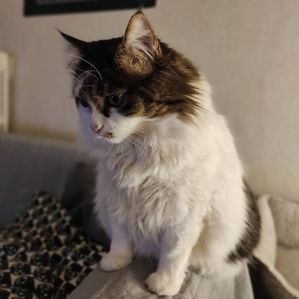 Iskierkat