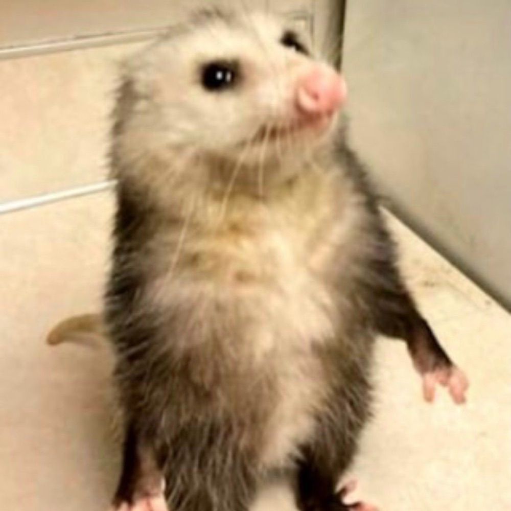 🦊Drunken Possum Studios🦊