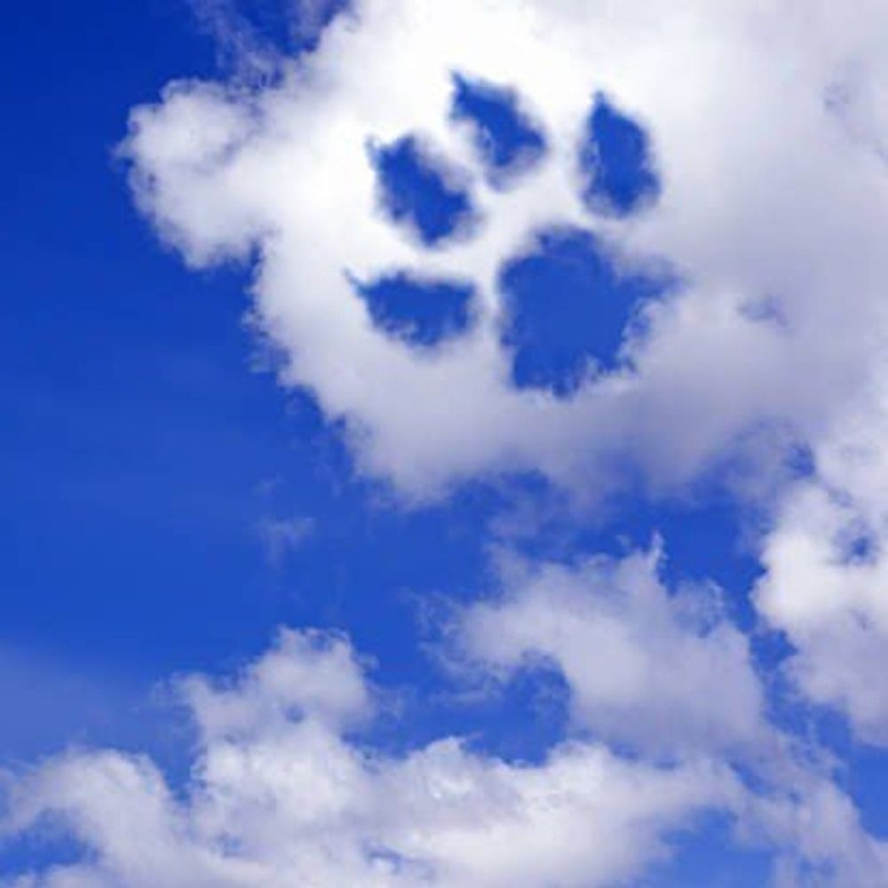 Bluesky Furs