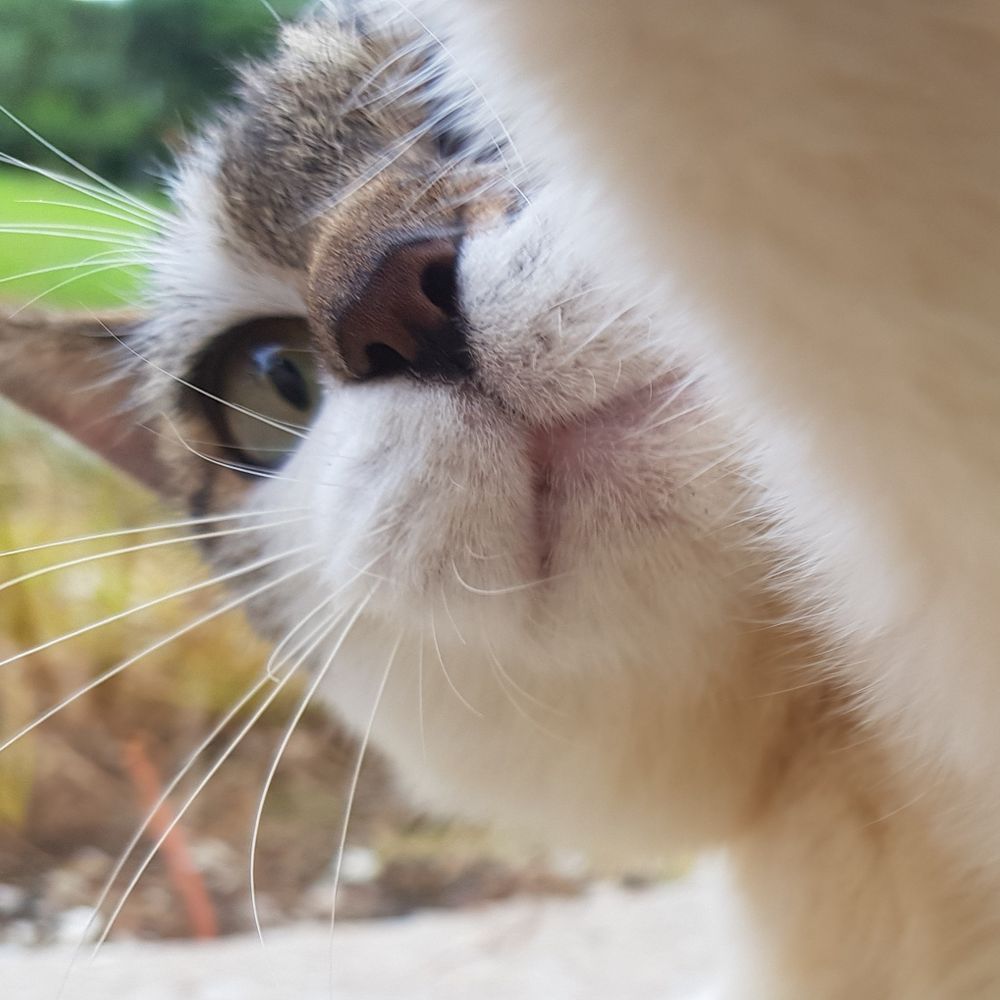 엘렌