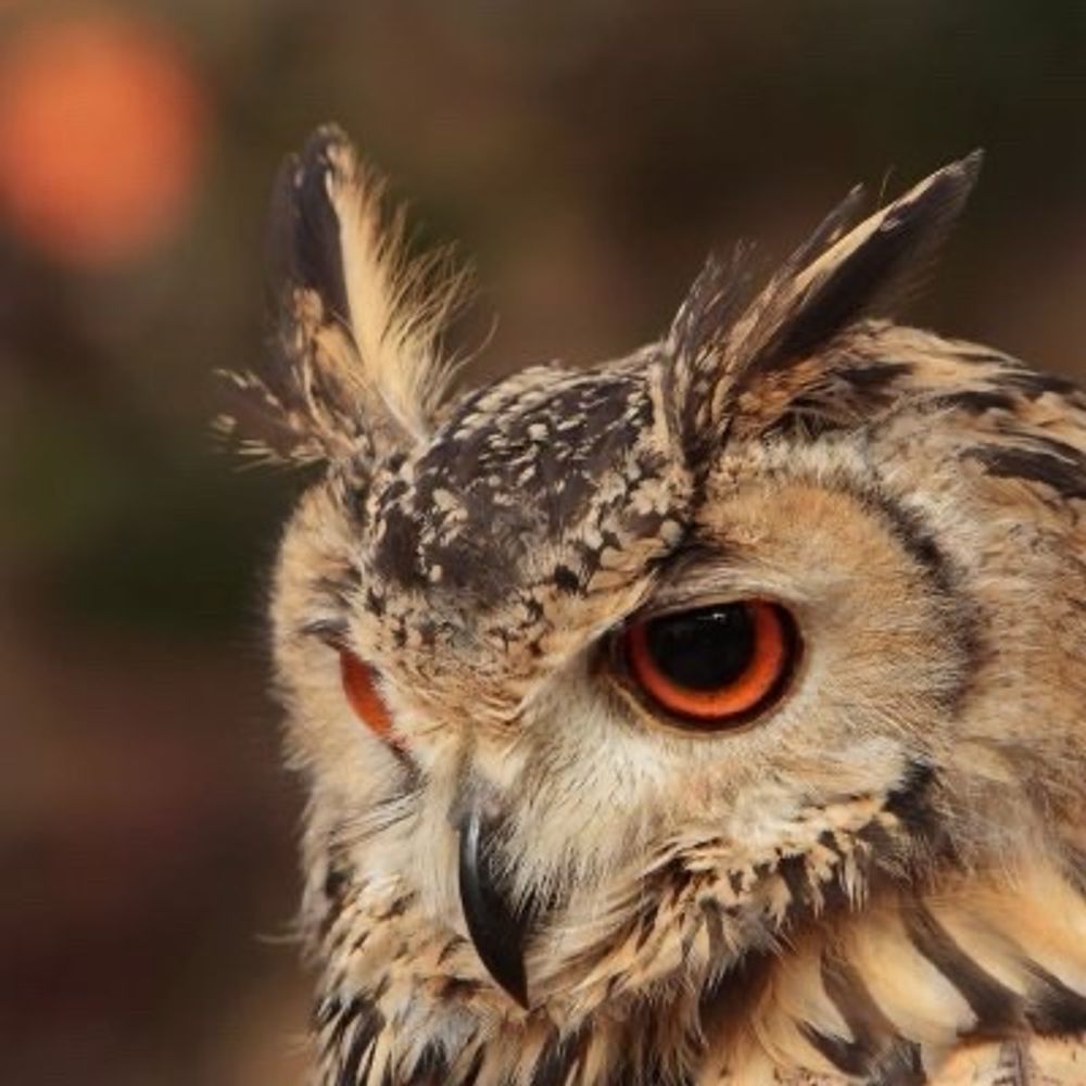 黄昏リリー🦉