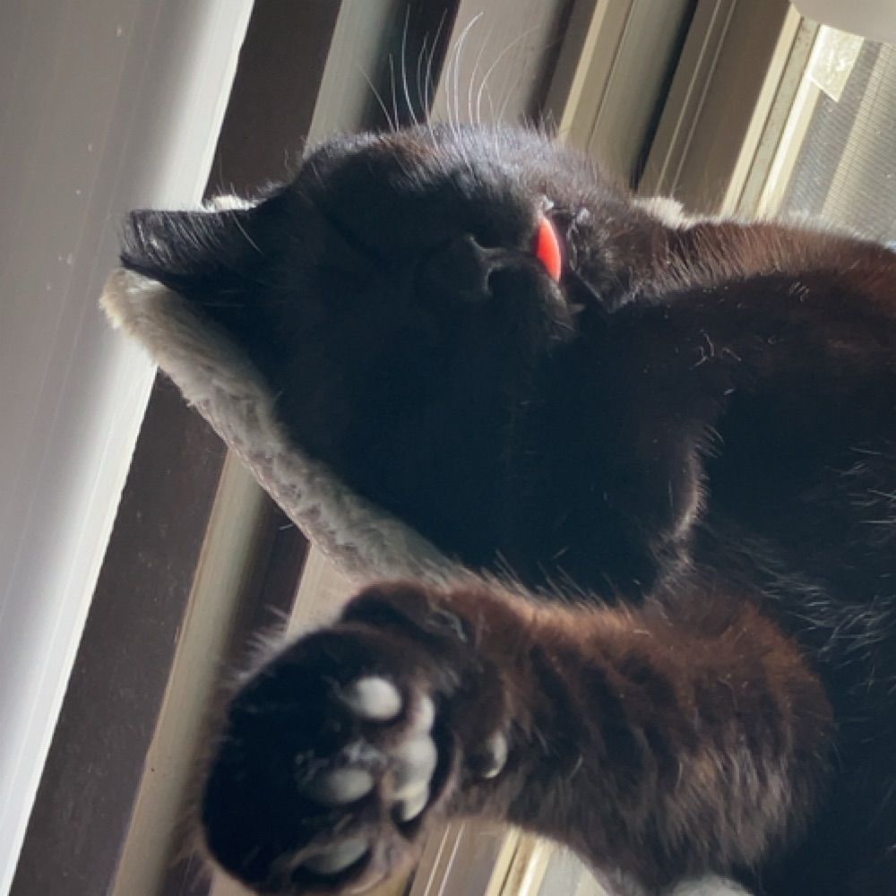 くろねこちゃん