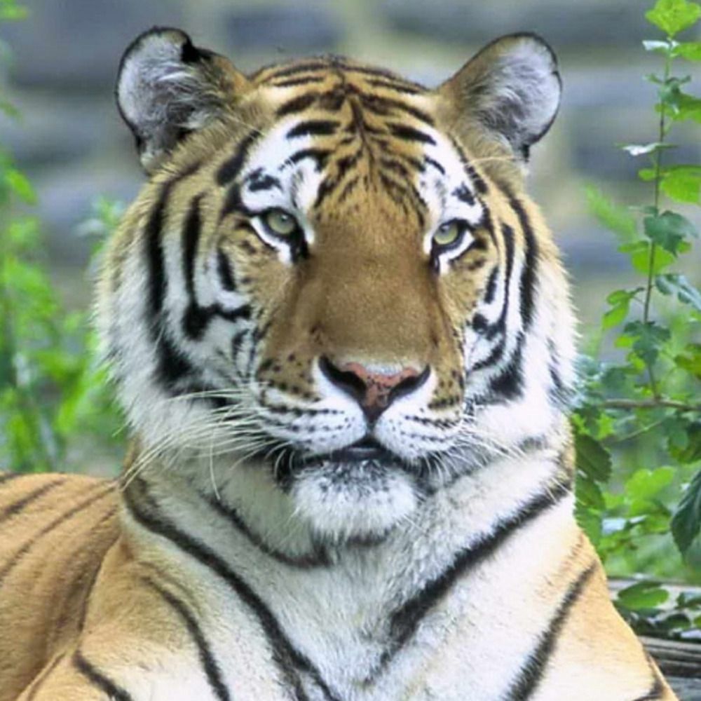 The Daily Tiger