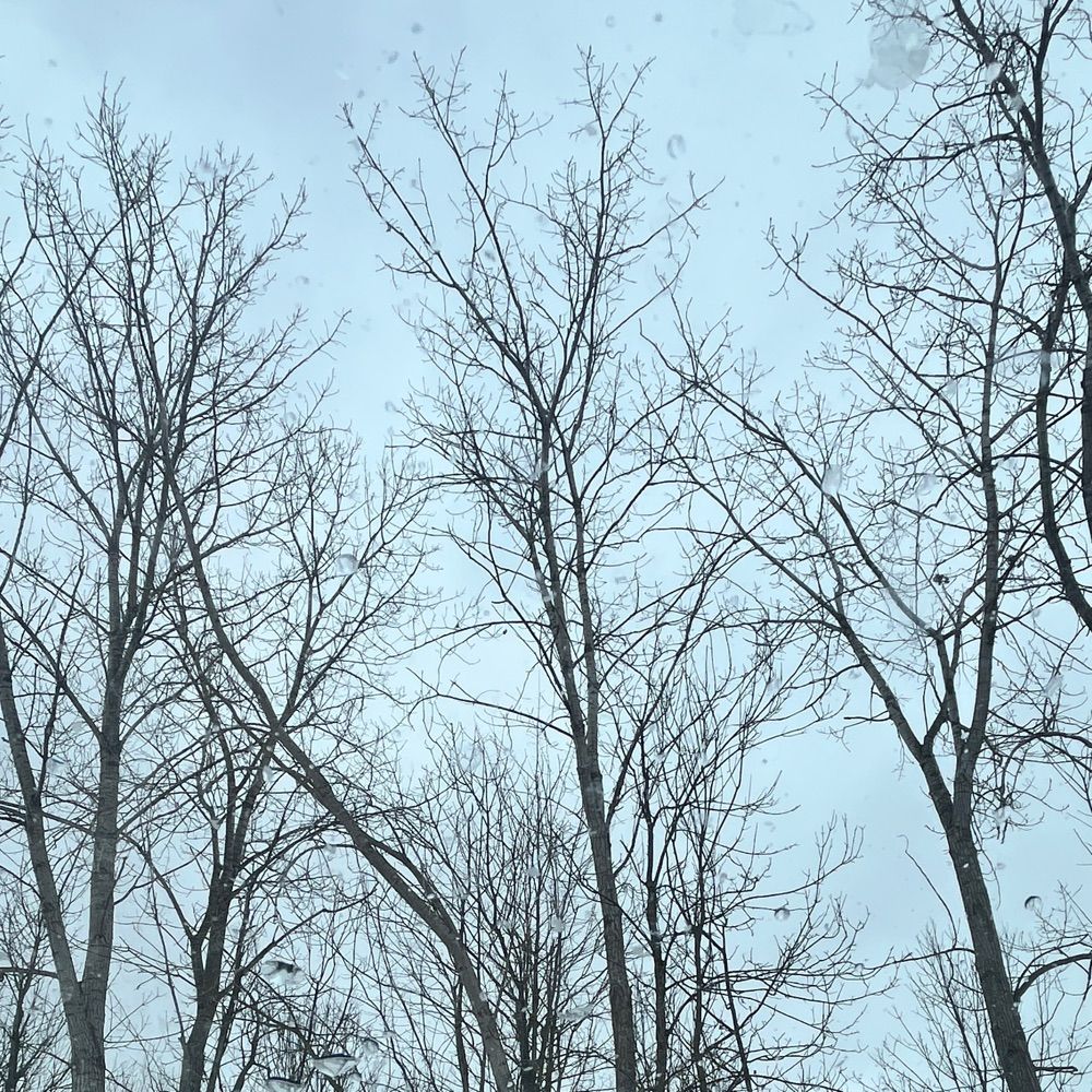 hundreds of seabirds