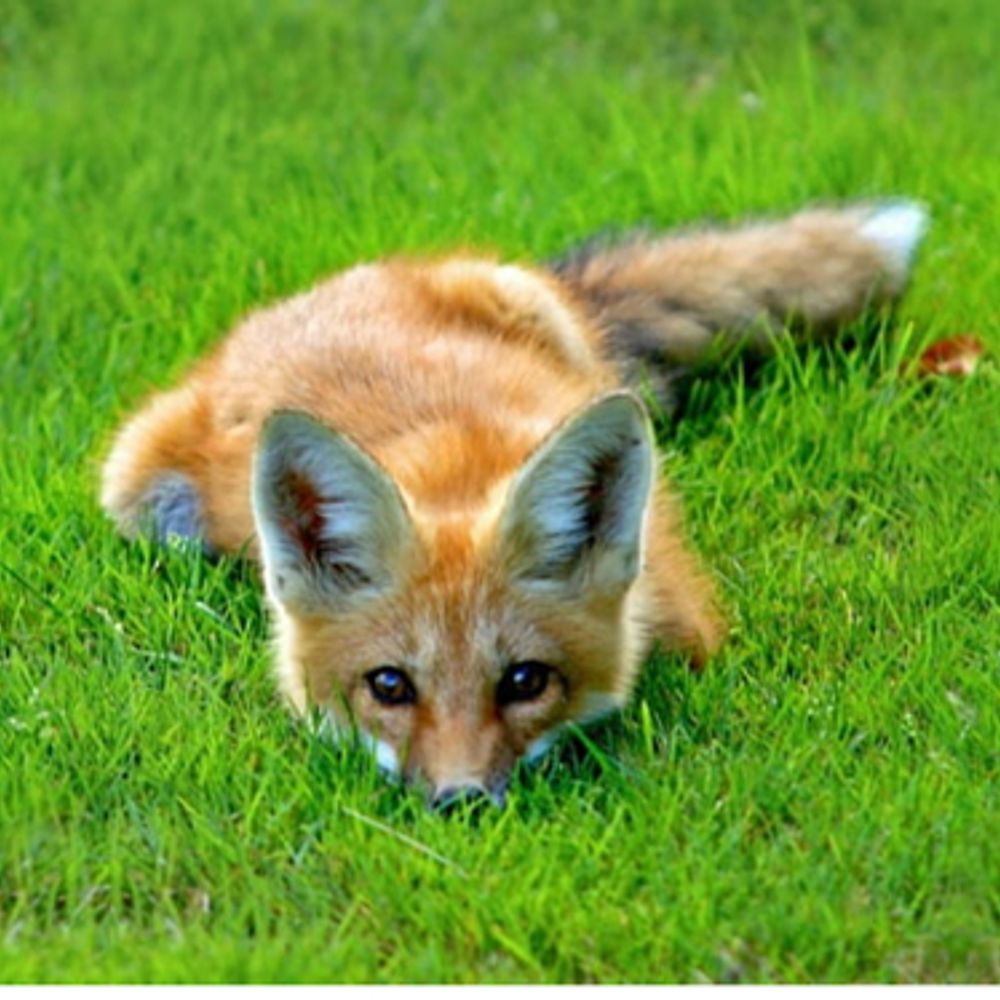 SueFox