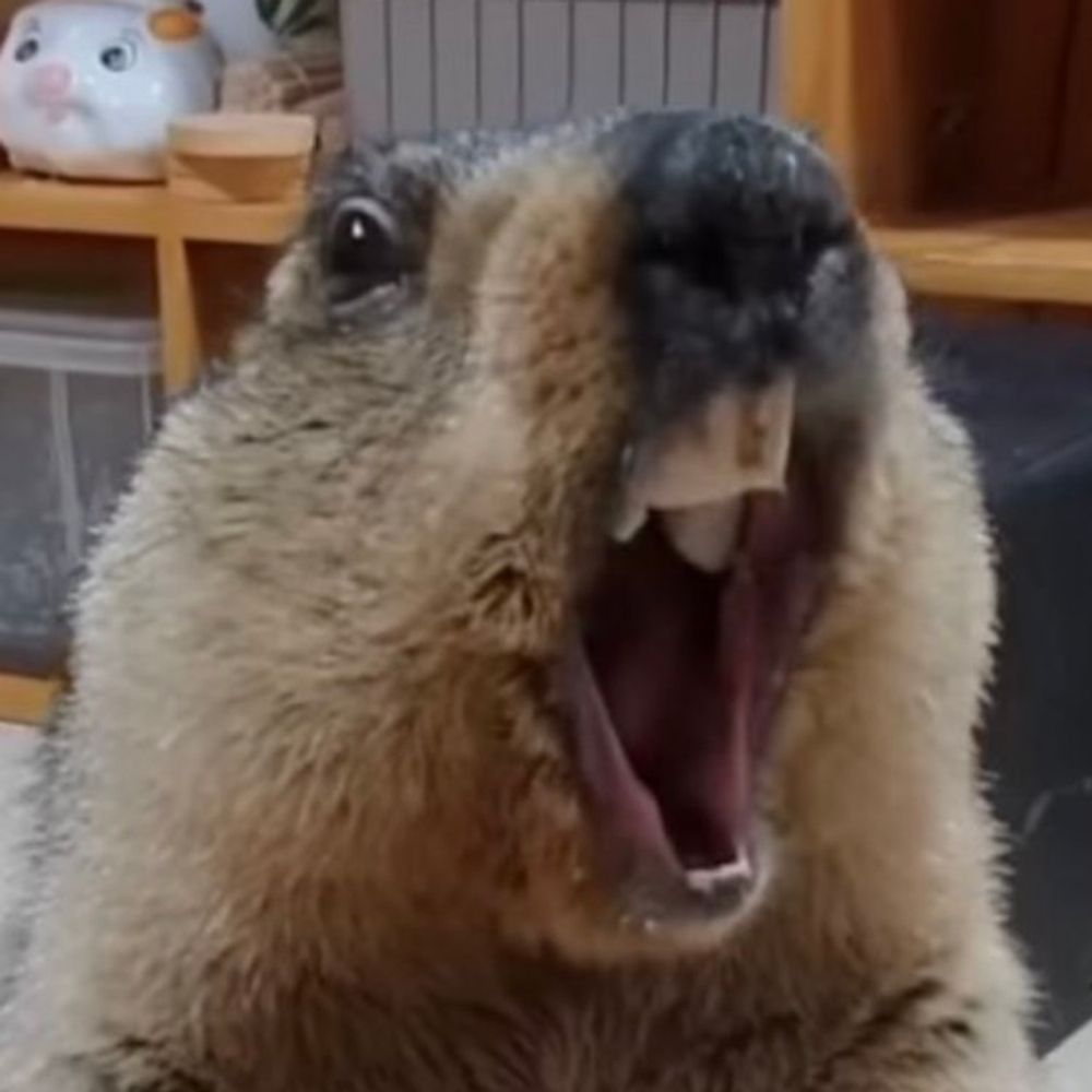 ｽﾞｫﾄｩﾝ