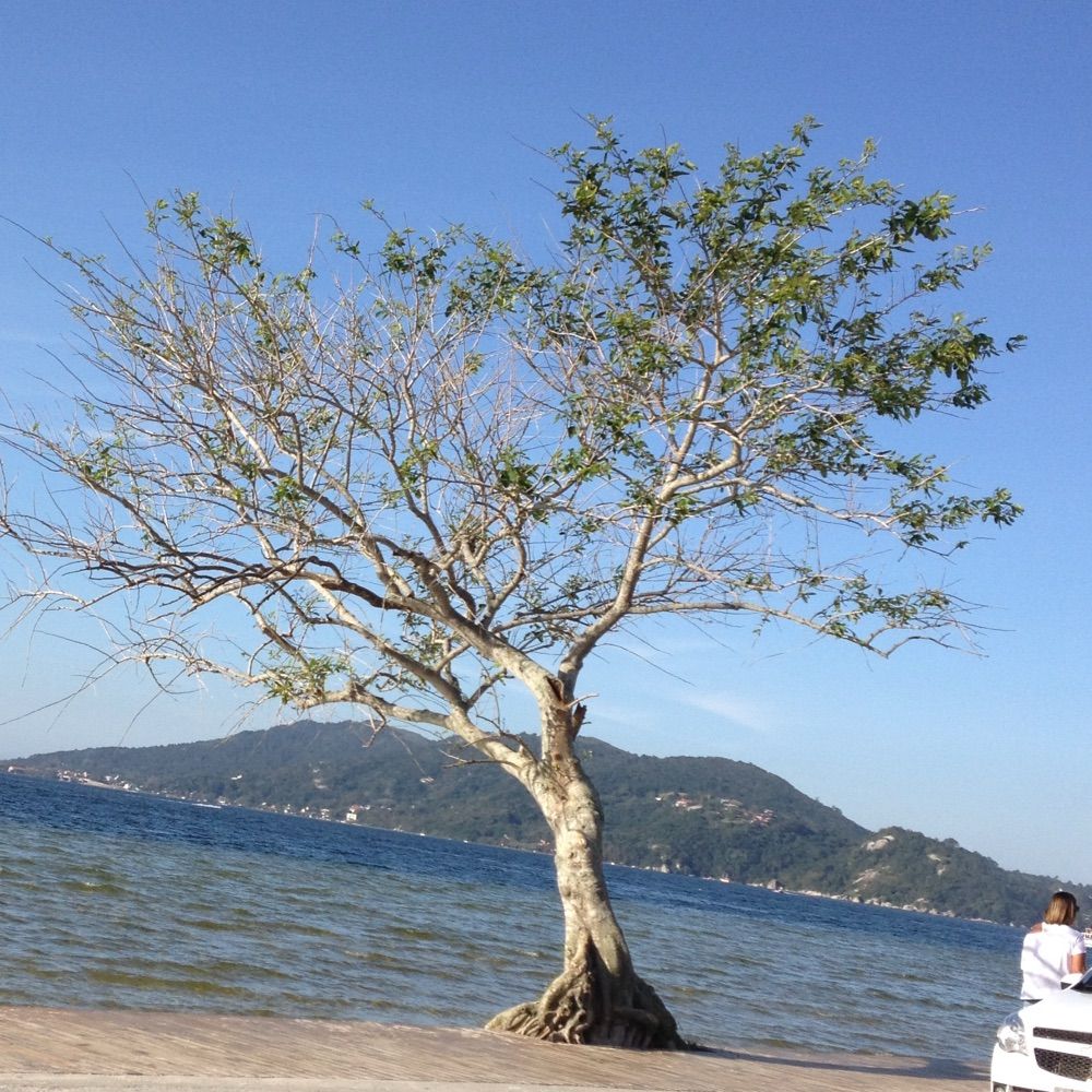 Mayara