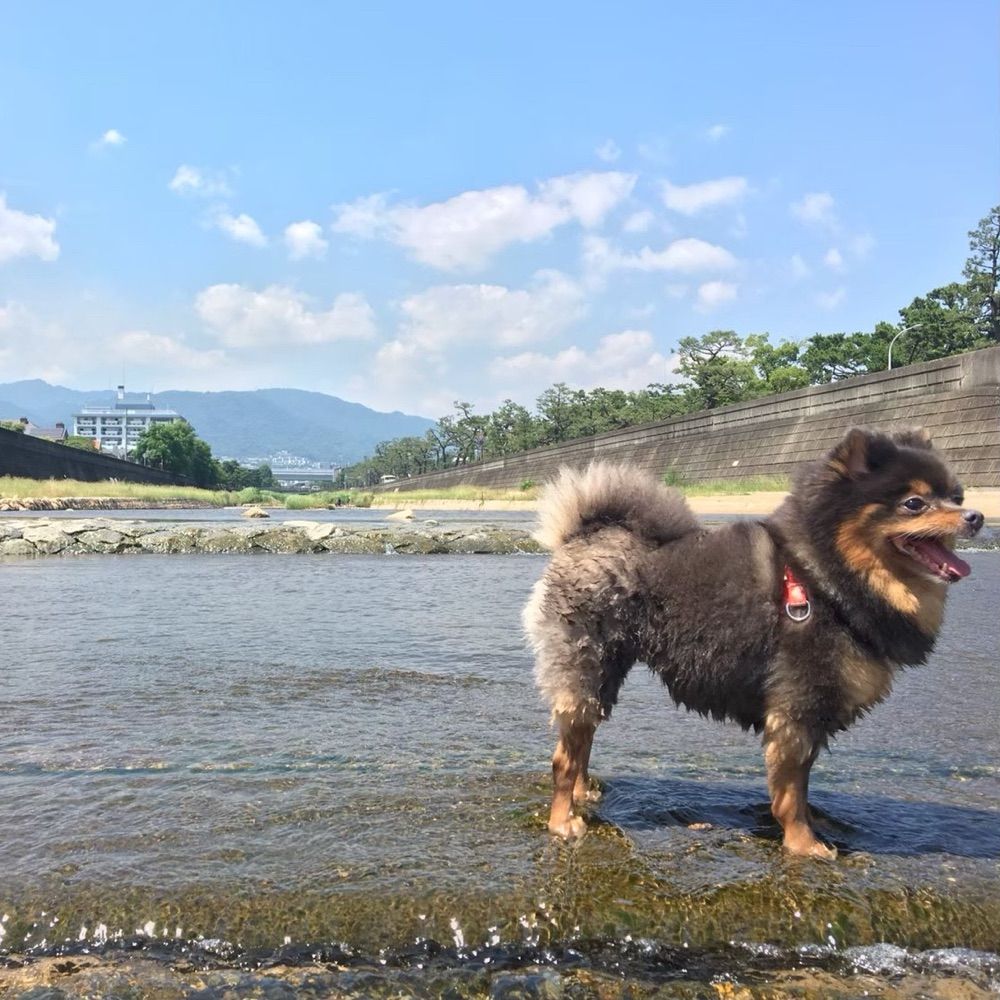 なまいきなまこ