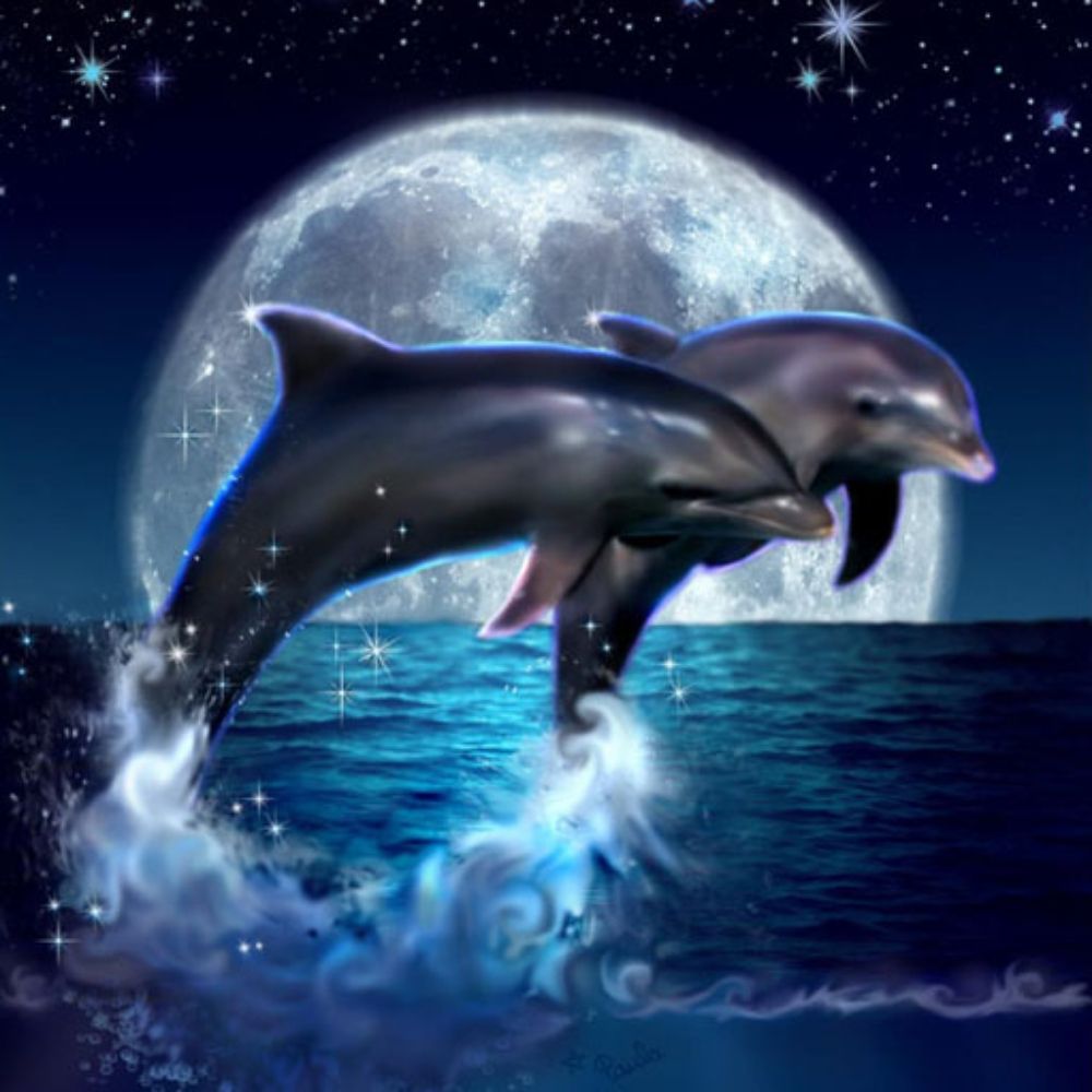 小海豚