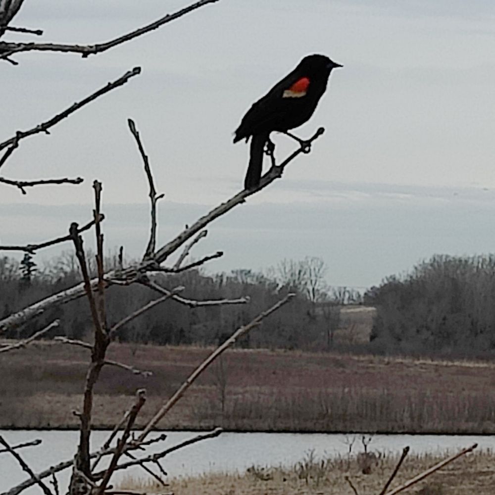 A RWBL Sitting on a Branch on a Branch of the Chicago River