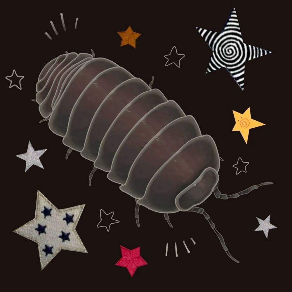 AlexaBraixen