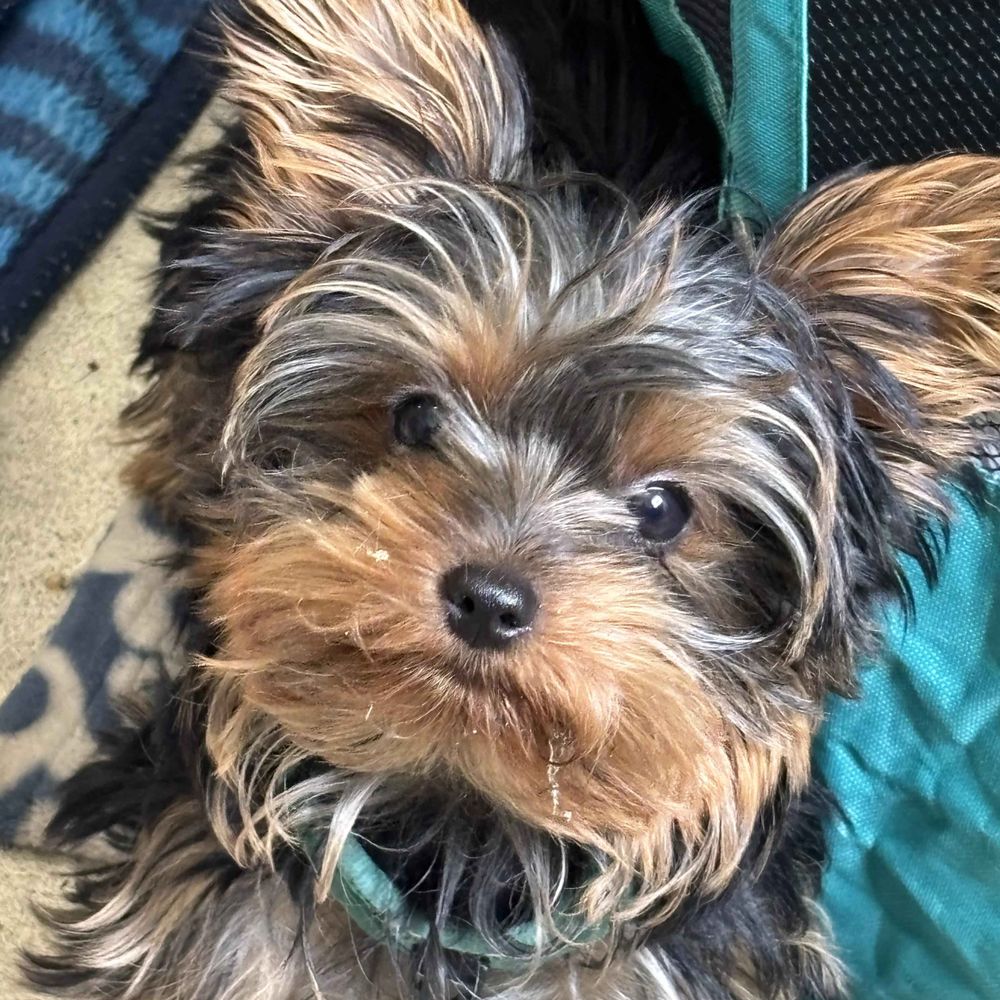 Yorkshire Terrier Lovers