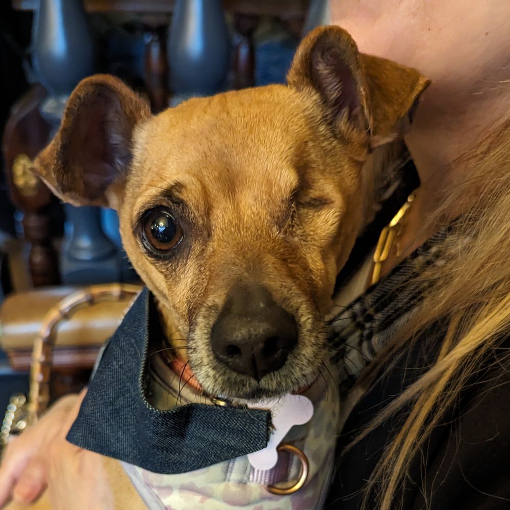 Phoebe The One Eyed Wonder Dog