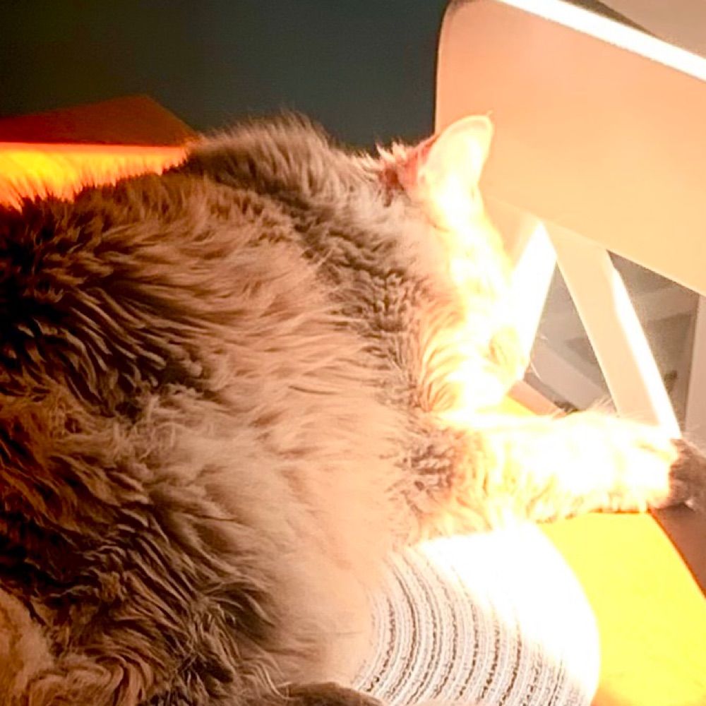 sun cat