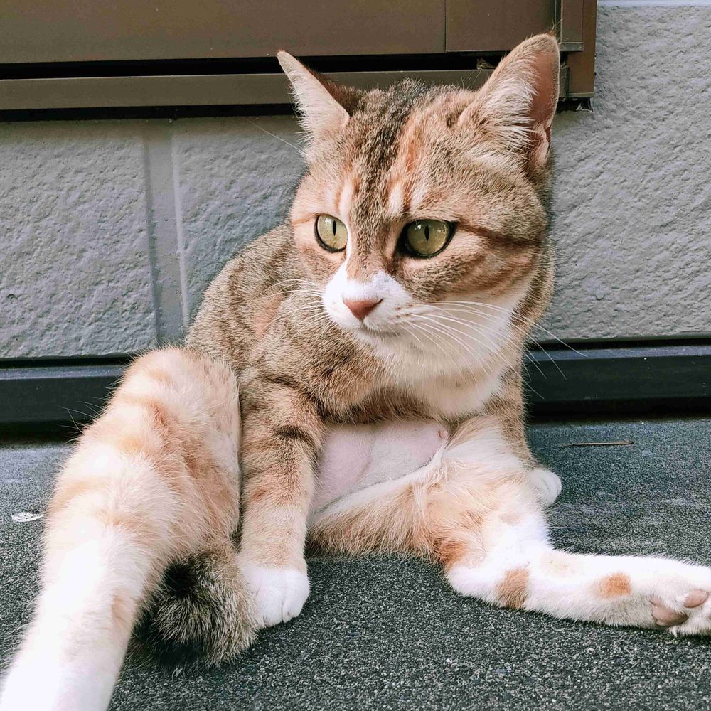 葉っぱ
