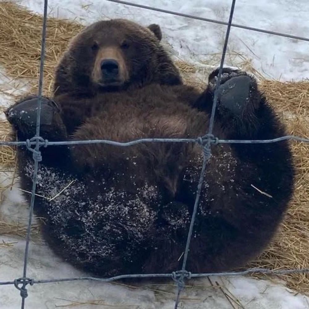 Monchi 🐻