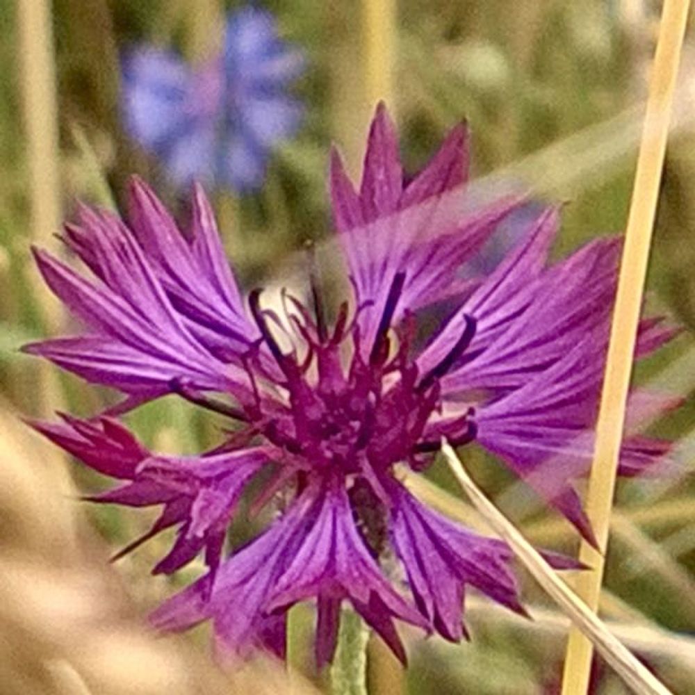 Luzia